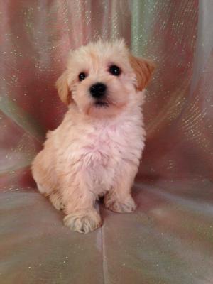 Great News!  Purebredpups ships to Schnoodle buyers and Schnoodle Breeders for only $150. From California to Florida, up to Pennsylvania, Massachusetts, and Maryland, Trust Purebredpups to deliver at some of the best prices the internet has to offer! 6